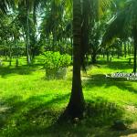 Pollachi  Duraiyur Farm